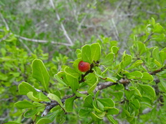 Condalia hookeri