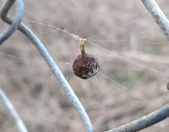Mastophora cornigera