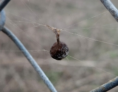 Mastophora cornigera