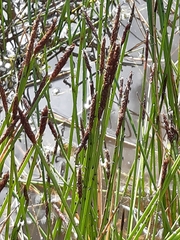 Eleocharis sphacelata