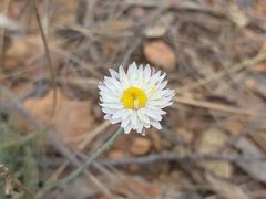 Leucochrysum albicans