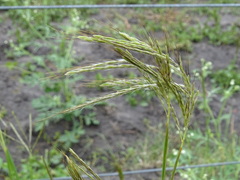 Dichanthium annulatum