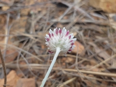Leucochrysum albicans