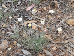 Leucochrysum albicans