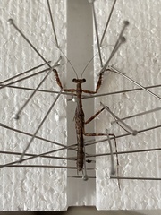 Archimantis latistyla