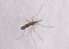 Anopheles punctipennis