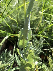 Senecio coronatus