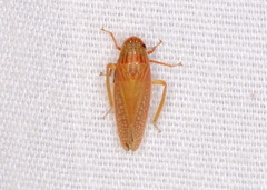 Gyponana gladia