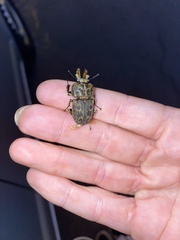 Ryssonotus nebulosus