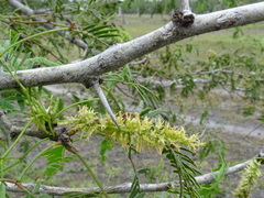 Prosopis glandulosa