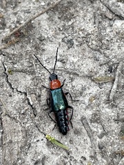 Carphurus cyanopterus