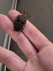 Ryssonotus nebulosus