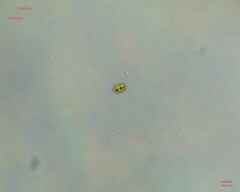 Chlamydomonadales