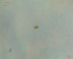 Chlamydomonadales