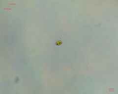 Chlamydomonadales