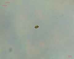 Chlamydomonadales