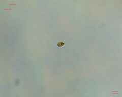 Chlamydomonadales