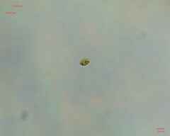 Chlamydomonadales