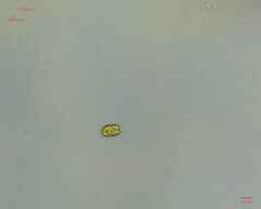 Chlamydomonadales