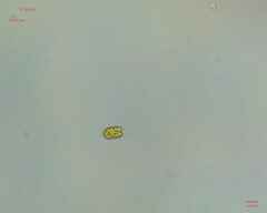 Chlamydomonadales