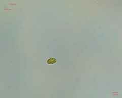 Chlamydomonadales