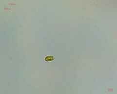 Chlamydomonadales