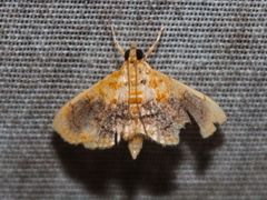 Mabra eryxalis