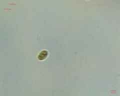 Chlamydomonadales