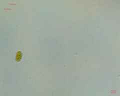 Chlamydomonadales