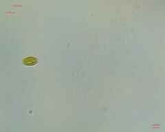 Chlamydomonadales