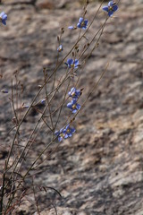Heliophila lactea
