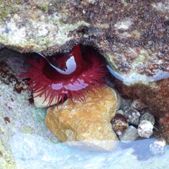 Actinia
