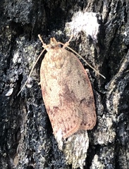 Oligoloba severa