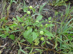 Physalis solanacea