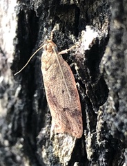 Oligoloba severa
