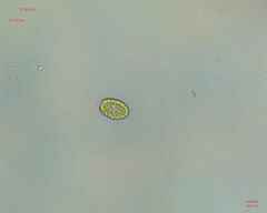 Chlamydomonadales