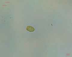 Chlamydomonadales