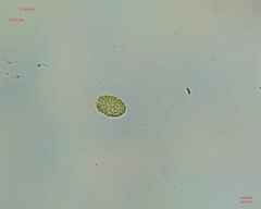 Chlamydomonadales