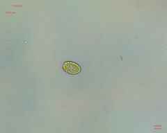 Chlamydomonadales
