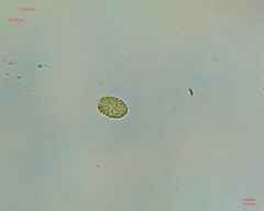 Chlamydomonadales