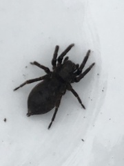 Uliodon