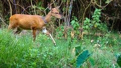 Tragelaphus sylvaticus