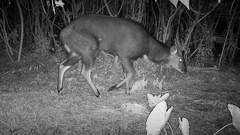 Tragelaphus sylvaticus