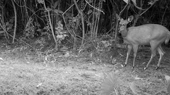 Tragelaphus sylvaticus