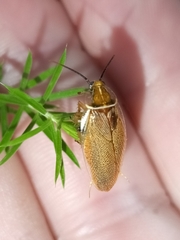 Pseudophyllodromiinae