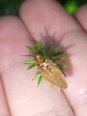 Pseudophyllodromiinae