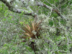 Tillandsia