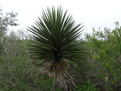 Yucca treculiana