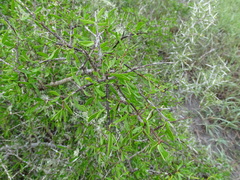 Forestiera angustifolia