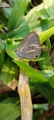 Luthrodes pandava